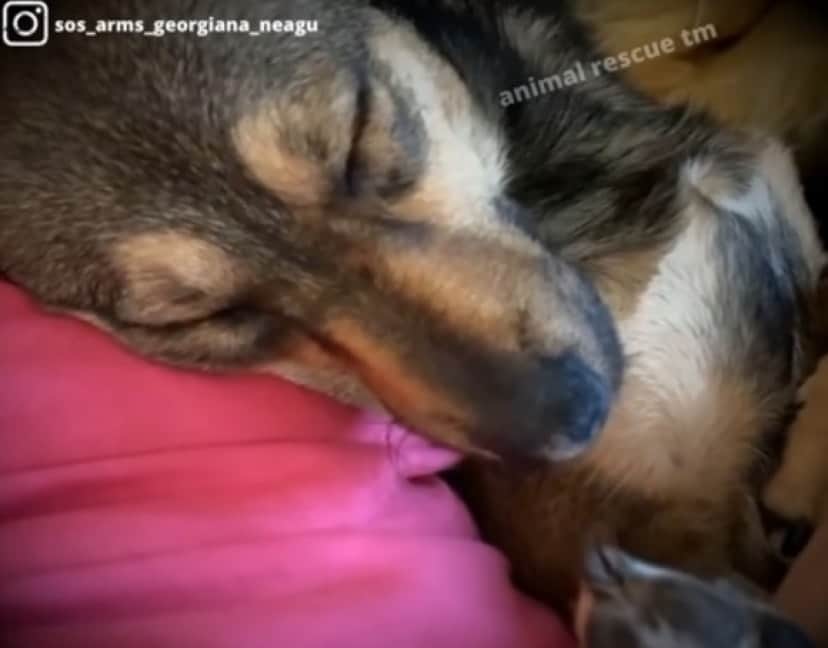 abondoned dog3_e