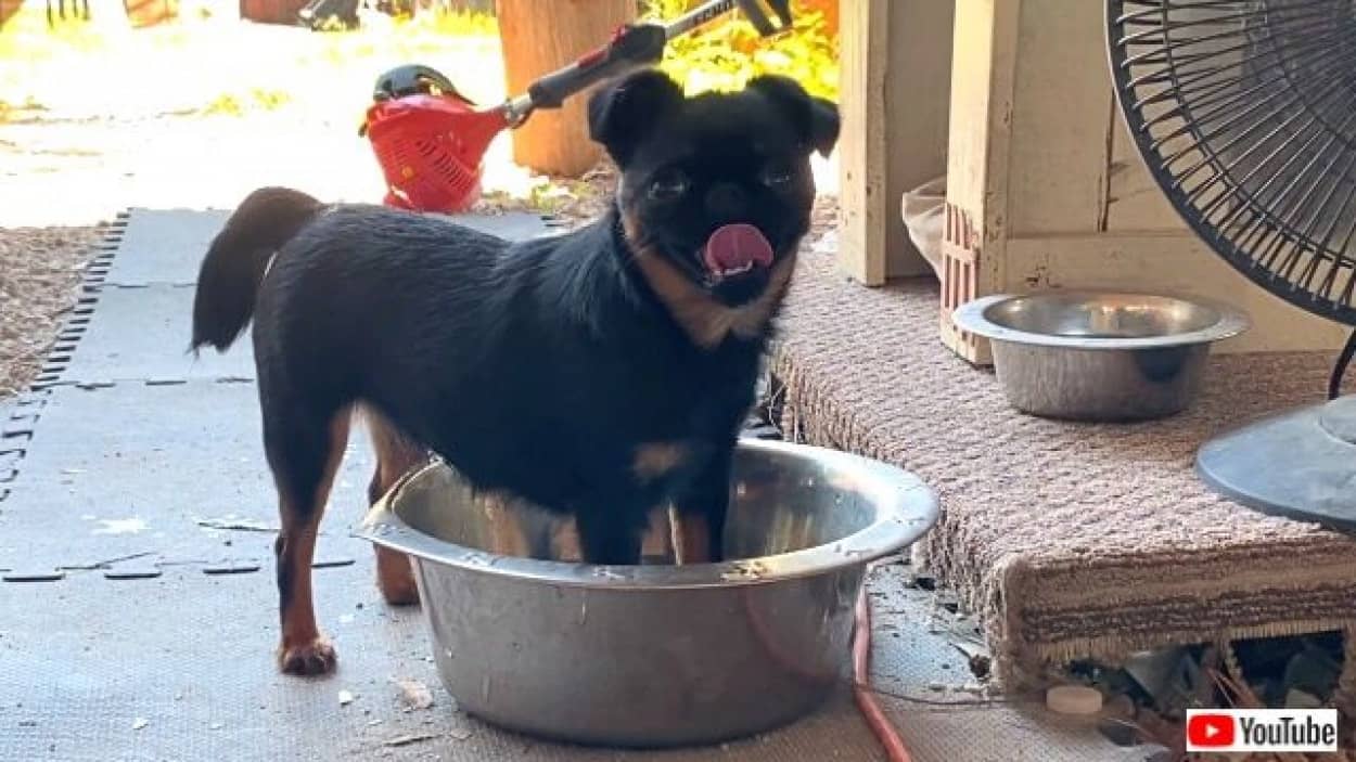 チワワにとっても小さ過ぎた 暑いのでプールに入ろうと思った犬 前足だけしか浸からずにショボン カラパイア チワワにとっても小さ過ぎた 暑いのでプールに入ろうと思った犬 前足だけしか浸からずにショボン カラパイア