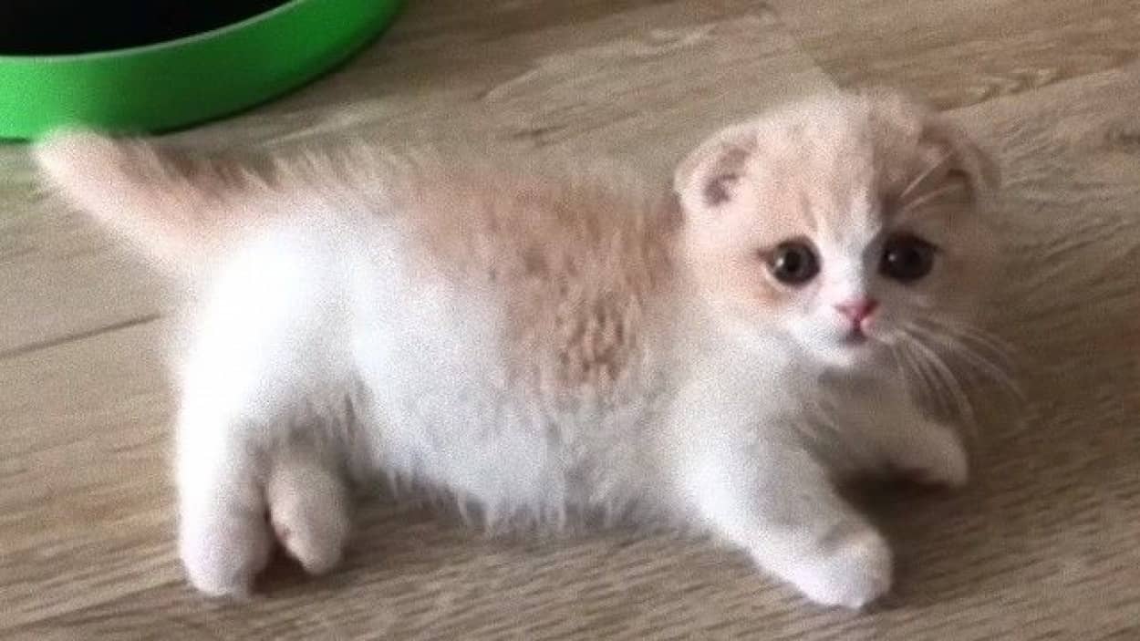 それは極上の3分間 マンチカンの子猫を愛でる時間がやってまいりました カラパイア それは極上の3分間 マンチカンの子猫を愛でる時間がやってまいりました カラパイア