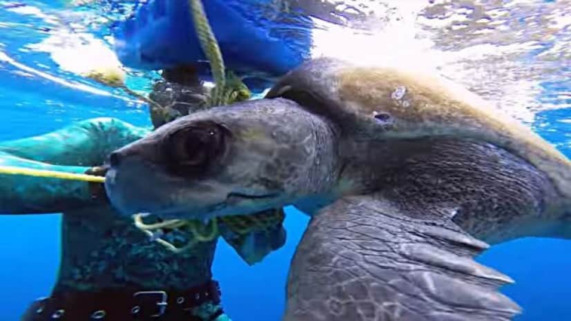 ロープを外してくれてありがとう 助けてくれたダイバーといっしょに泳ぐウミガメ カラパイア