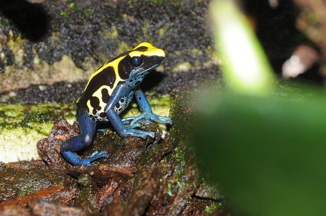 毒のクセは強いが、人類の治療にも役立ってしまうかもしれない10の生物（爬虫類・クモ出演中）