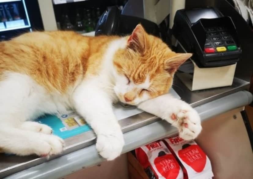 cat1_e0