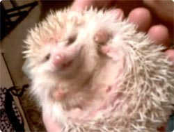 ハリネズミのいないいないばあっ カラパイア ハリネズミのいないいないばあっ カラパイア