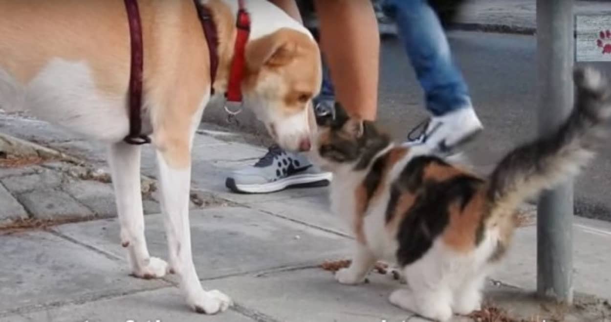 何故か野良猫たちに愛される犬 猫がどんどんやってくるもんだから 飼い主たちは野良猫の保護活動を開始した カラパイア