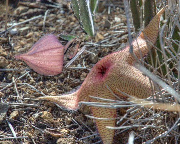 植物ってやっぱ面白い 世界10の奇妙な植物 カラパイア