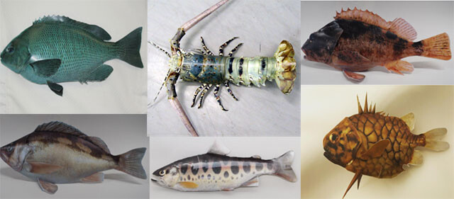 魚が釣れない では作ろう リアルな魚が簡単に作れるペーパークラフト カラパイア 魚が釣れない では作ろう リアルな魚が簡単に作れるペーパークラフト カラパイア