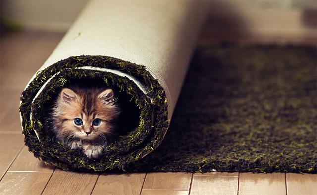 クール ビューティー 世界一の美猫 と話題のデイジーさんの画像集を見て みんなでとろけよう カラパイア クール ビューティー 世界一の美猫 と話題のデイジーさんの画像集を見て みんなでとろけよう カラパイア
