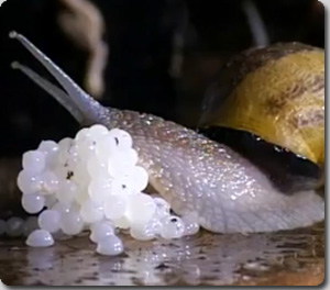 カタツムリの卵からつくるキャビア フランスのグルメビジネス カラパイア