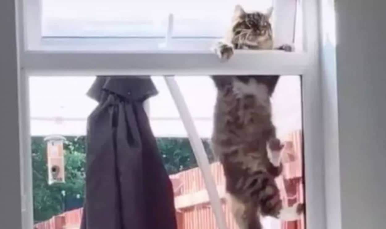 いいえ、うちの猫じゃありません