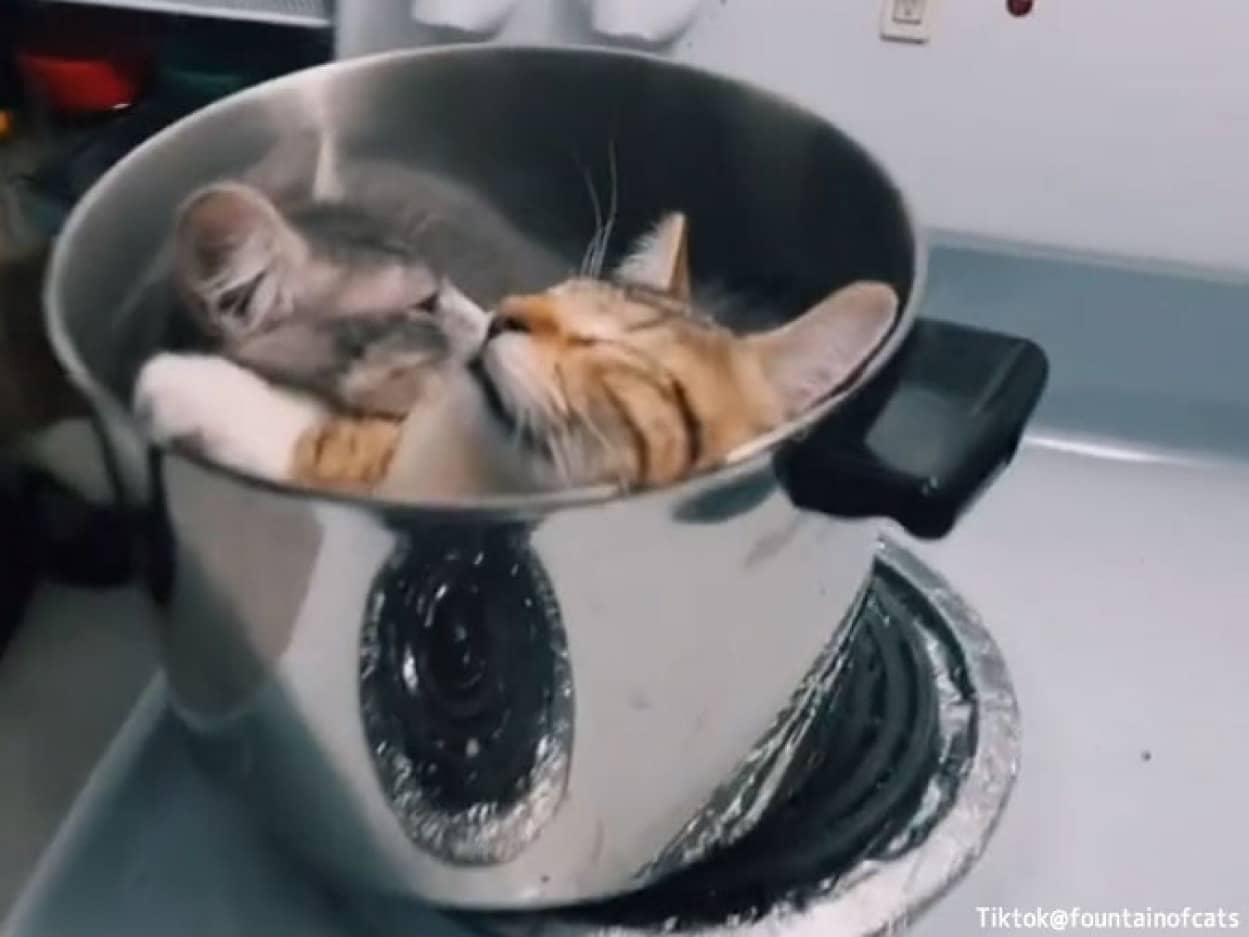 自ら鍋に入り込み具材と化した子猫たちがかわいい