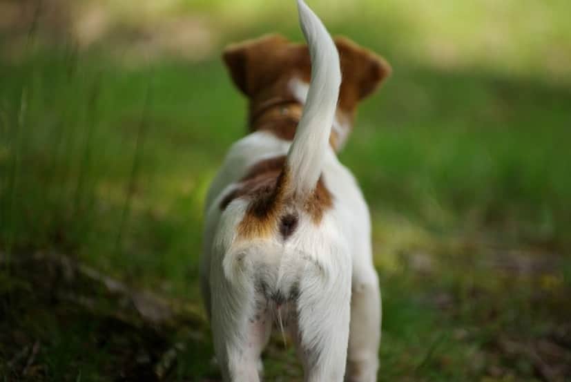 dog-g55c35a7f3_640