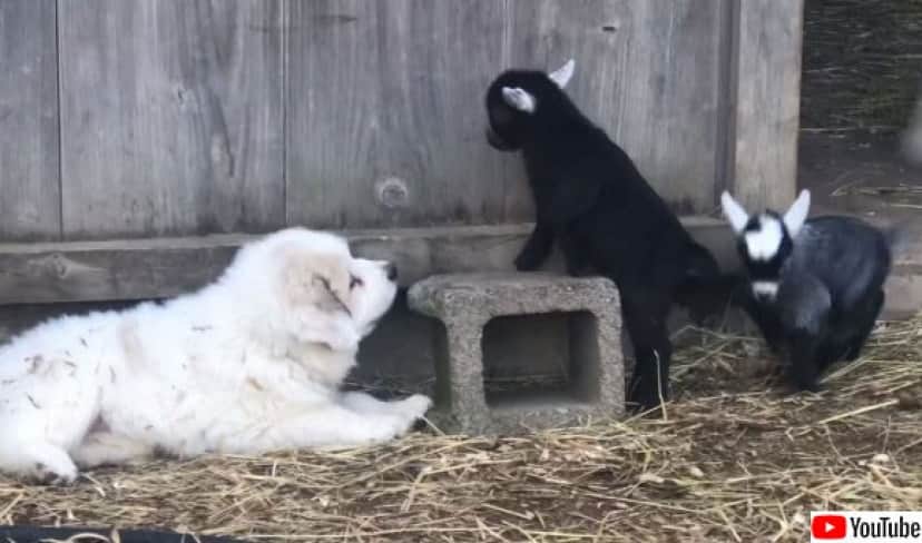 癒され度マキシマム 犬と山羊とニワトリが仲良く過ごすひと時を見て心を浄化しよう カラパイア