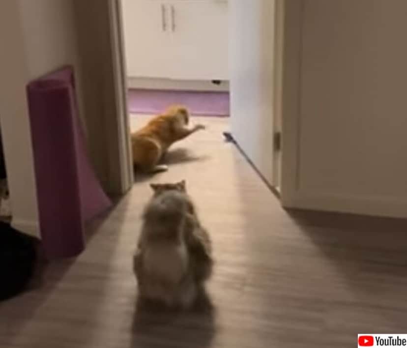 靴下を敵認定した猫 果敢に攻めるも戦略的撤退 カラパイア