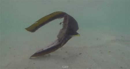 残されたのはほぼ頭だけ それでもモルディブの海の中を泳ぎ続ける魚の姿 カラパイア 残されたのはほぼ頭だけ それでもモルディブの海の中を泳ぎ続ける魚の姿 カラパイア