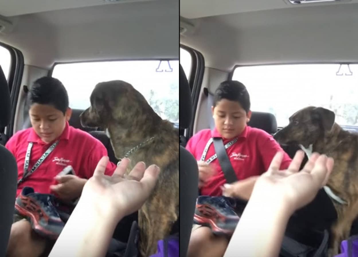 坊ちゃんが行っちゃう 少年の登校時 毎回嘆き悲しむ犬のいる風景 カラパイア 坊ちゃんが行っちゃう 少年の登校時 毎回嘆き悲しむ犬のいる風景 カラパイア