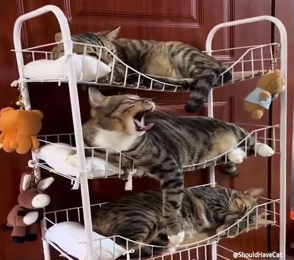 猫収納ライフハック。ワゴンで作る猫がしっぽり収まる4段ベッド
