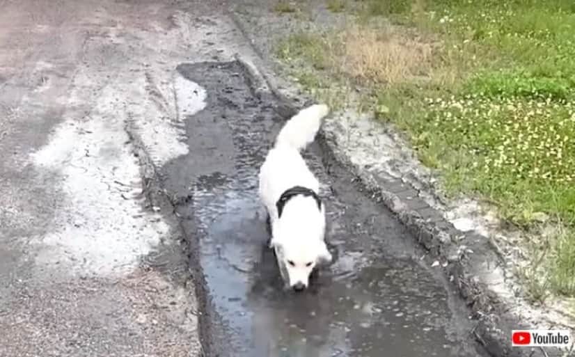 オーマイゴッド 突然泥んこ遊びを始めた愛犬に飼い主さん笑うしかなかった模様 カラパイア