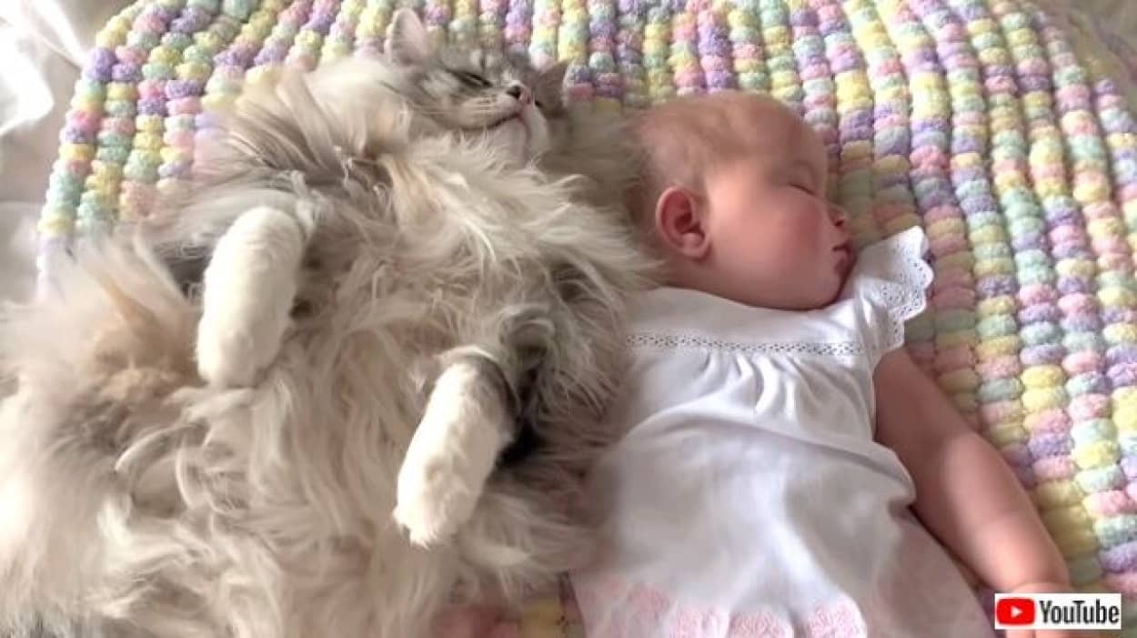 猫と赤ちゃん 安眠妨害しないでニャ 寄り添って仲良くお昼寝中の寝顔が可愛すぎる件 カラパイア 猫と赤ちゃん 安眠妨害しないでニャ 寄り添って仲良くお昼寝中の寝顔が可愛すぎる件 カラパイア