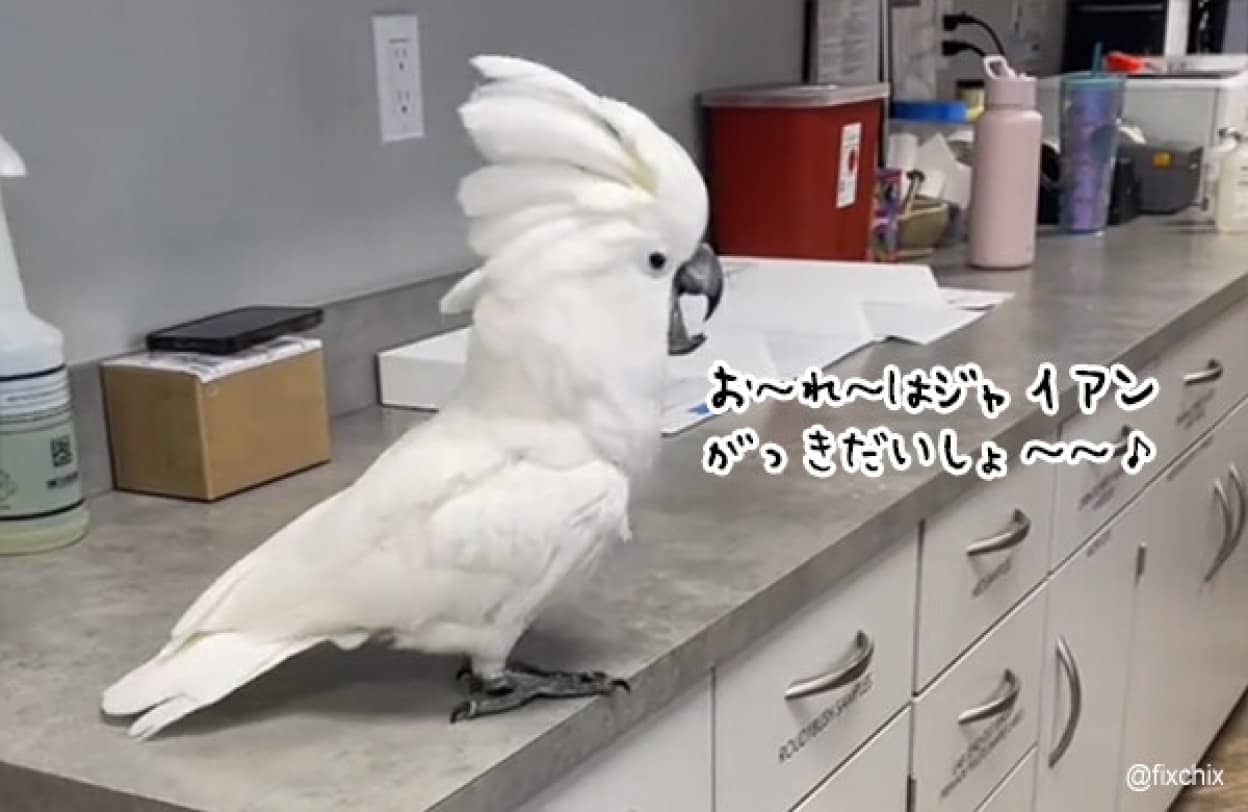病院の台の上でひとりリサイタルを行うオウム