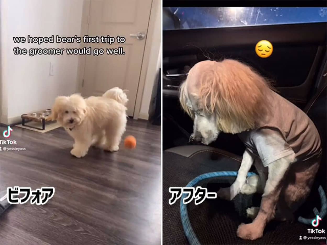 ふわふわの犬が ピエロのペニーワイズ化 犬の失敗ヘアカット ビフォア アフター カラパイア ふわふわの犬が ピエロのペニーワイズ化 犬の失敗ヘアカット ビフォア アフター カラパイア