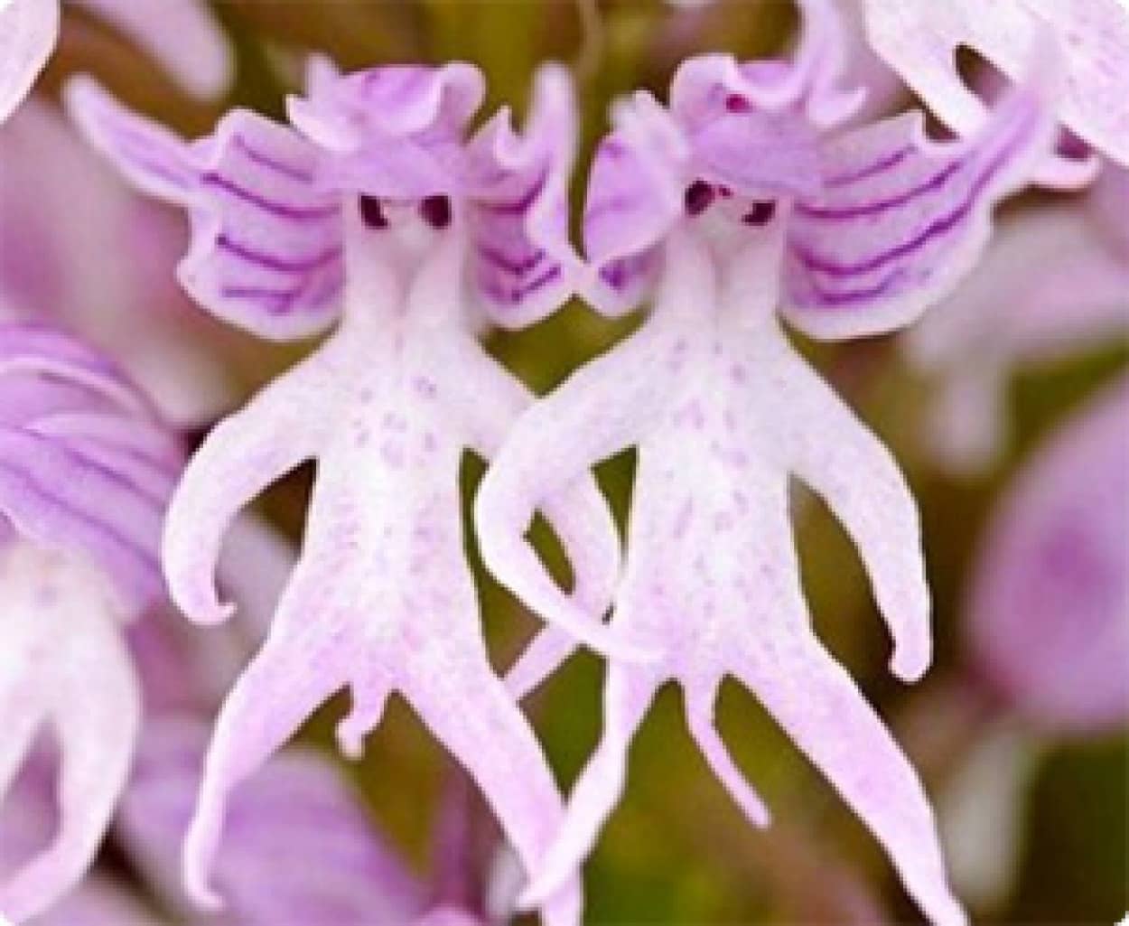 ヒトガタの植物 しかもオス 何の妖精 謎の花の正体は カラパイア ヒトガタの植物 しかもオス 何の妖精 謎の花の正体は カラパイア