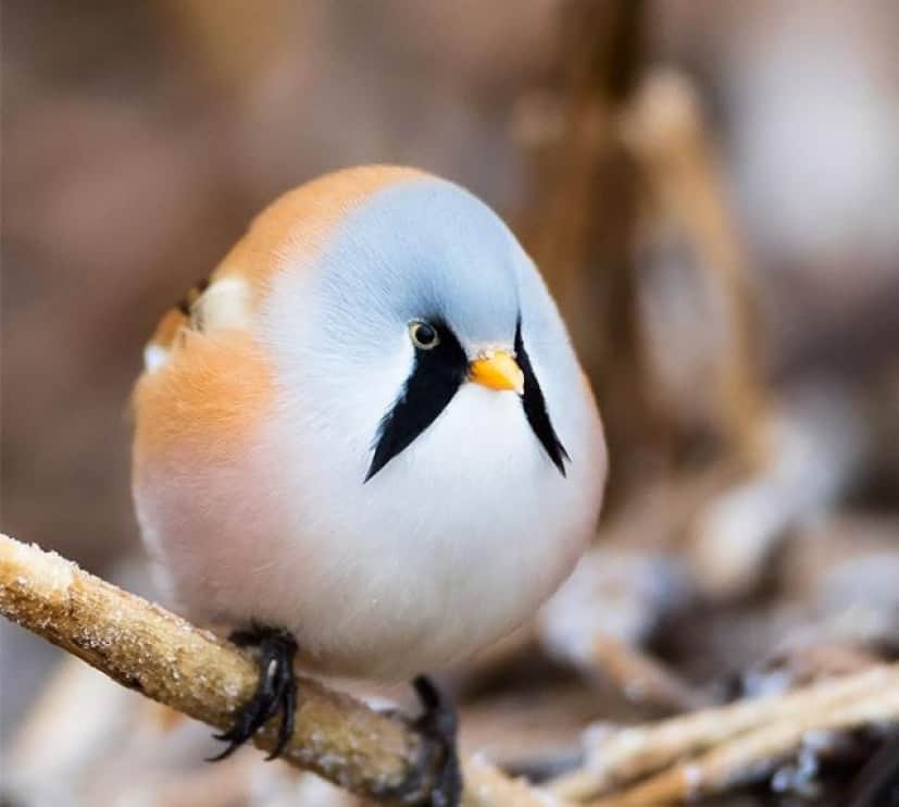 トガった心がまん丸くなる みんな球体まんまる動物たち カラパイア トガった心がまん丸くなる みんな球体まんまる動物たち カラパイア