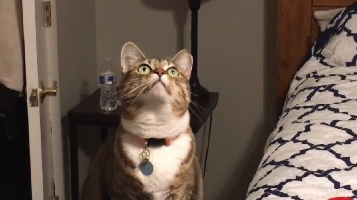 コイツ ヤル はじめて見るシーリングファンに臨戦態勢の猫 カラパイア