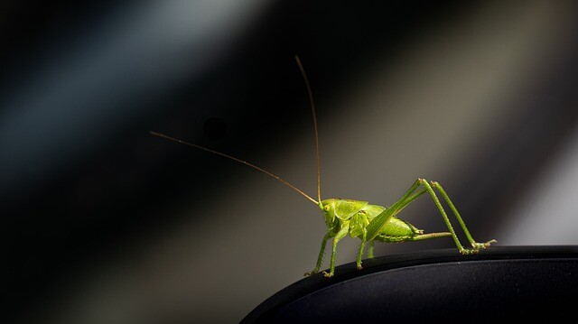 grasshopper-6263239_640