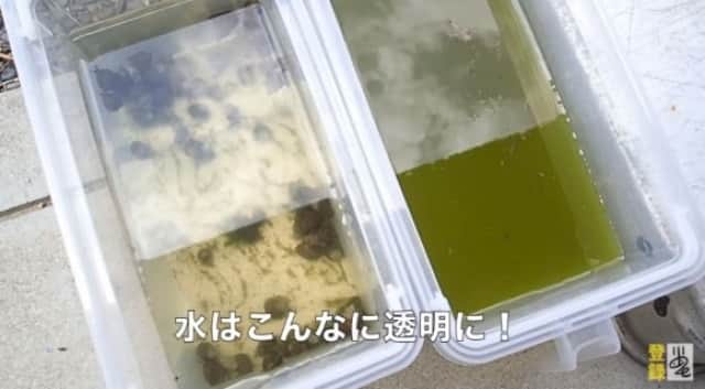 タニシのろ過能力がすごい アオコで濁った水にタニシを投入すると脅威のビフォア アフターに カラパイア