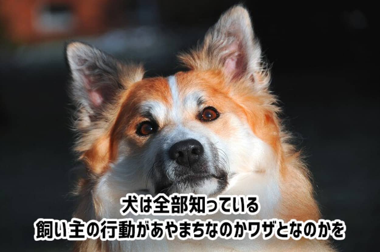 犬は飼い主の行動がワザとなのか、過ちだったのかを見抜いていて、それによって行動を変える