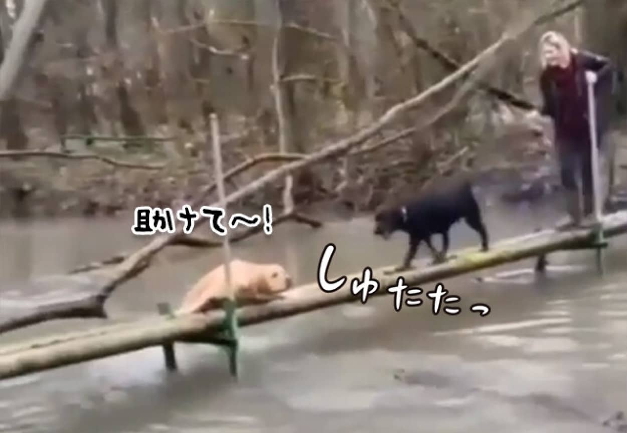 橋から落ちそうになっている犬に駆け寄った黒犬、その結末は?