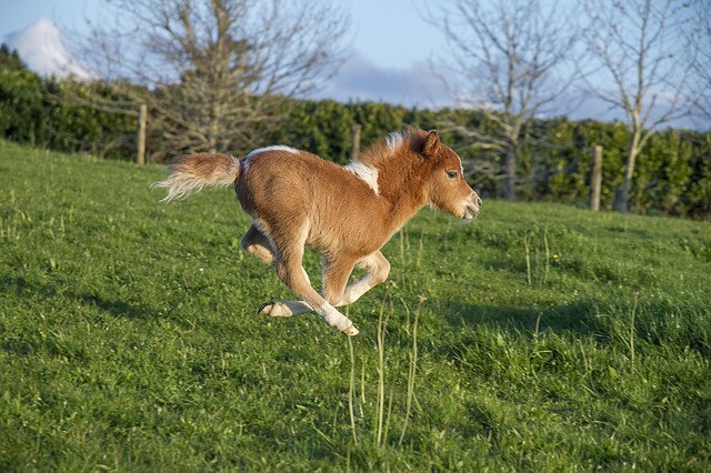 私だって追いかけられたい。ミニチュアホースの赤ちゃんに首ったけの飼い主