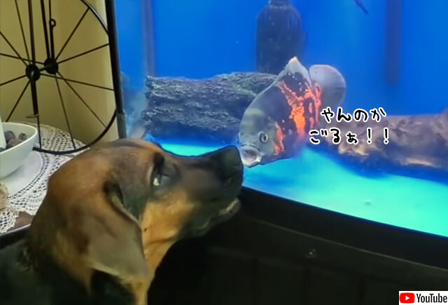 激おこぷんぷん魚。水槽越しで犬とガチンコ対決