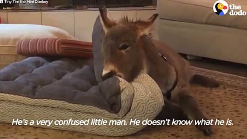 tinytimdonkey5