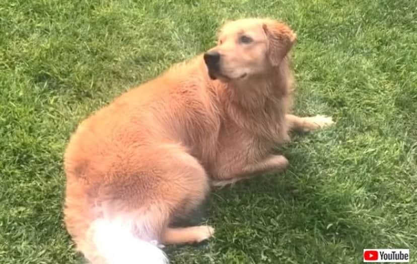 めんどくさいからこれじゃダメ 介助犬のゴールデン 身体を拭くタオルを取ってくるよう頼まれたのだが カラパイア めんどくさいからこれじゃダメ 介助犬のゴールデン 身体を拭くタオルを取ってくるよう頼まれたのだが カラパイア