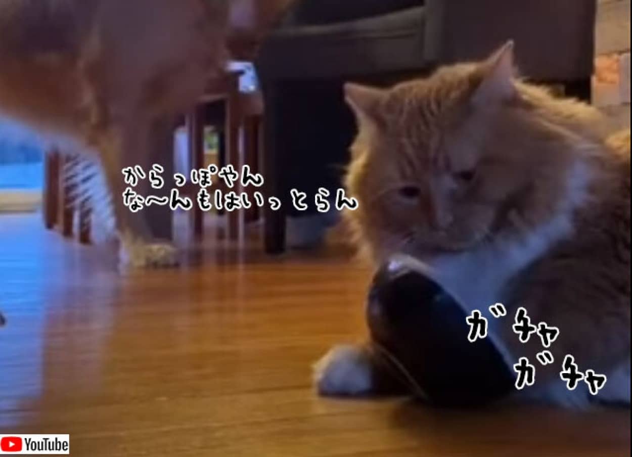 猫流餌の催促の方法