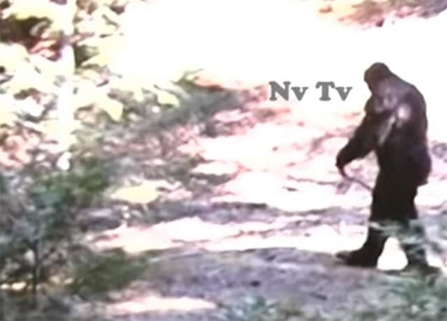 今度こそ本物なのか アメリカ アイダホ州で目撃されたビッグフットらしき生命体 カラパイア