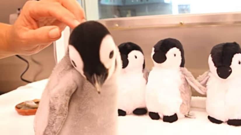 ぬいぐるみかよ ふかふかコウテイペンギンの赤ちゃんが可愛すぎる カラパイア