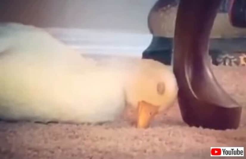 sleepyduck1_640
