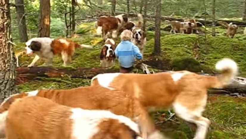 こんなにいると壮観だよね 42匹のセントバーナード犬が 森の中でお散歩なう カラパイア こんなにいると壮観だよね 42匹のセントバーナード犬が 森の中でお散歩なう カラパイア