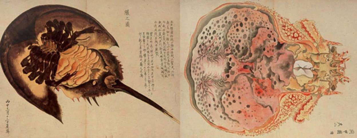 江戸時代の生物画家 毛利梅園の描いた実写的海の生物図鑑 梅園介譜 カラパイア