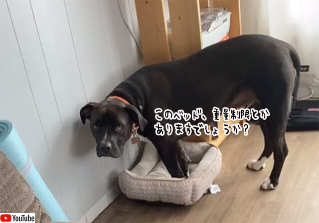 大型犬が申し訳なさそうに小さなベッドに入ろうとする、その理由はアルアルすぎた（猫）