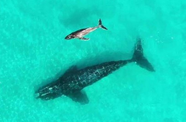 クジラが別種のクジラの子を養子に？仲良く寄り添って泳いでいる姿を確認