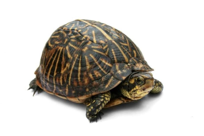 Box_Turtle_2