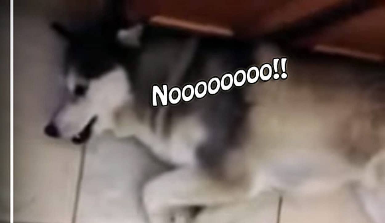 お風呂嫌いのハスキー犬の悪あがきがエンドレスだった カラパイア