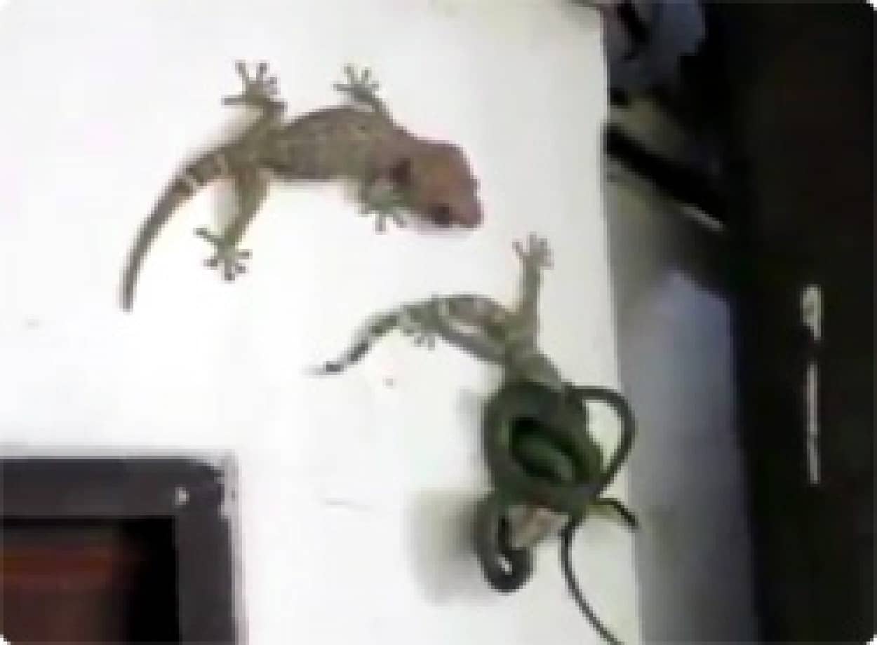 動画 仲間は守る その身を挺してヘビに襲われぐるぐる巻きにされている仲間を救ったヤモリ カラパイア 動画 仲間は守る その身を挺してヘビに襲われぐるぐる巻きにされている仲間を救ったヤモリ カラパイア