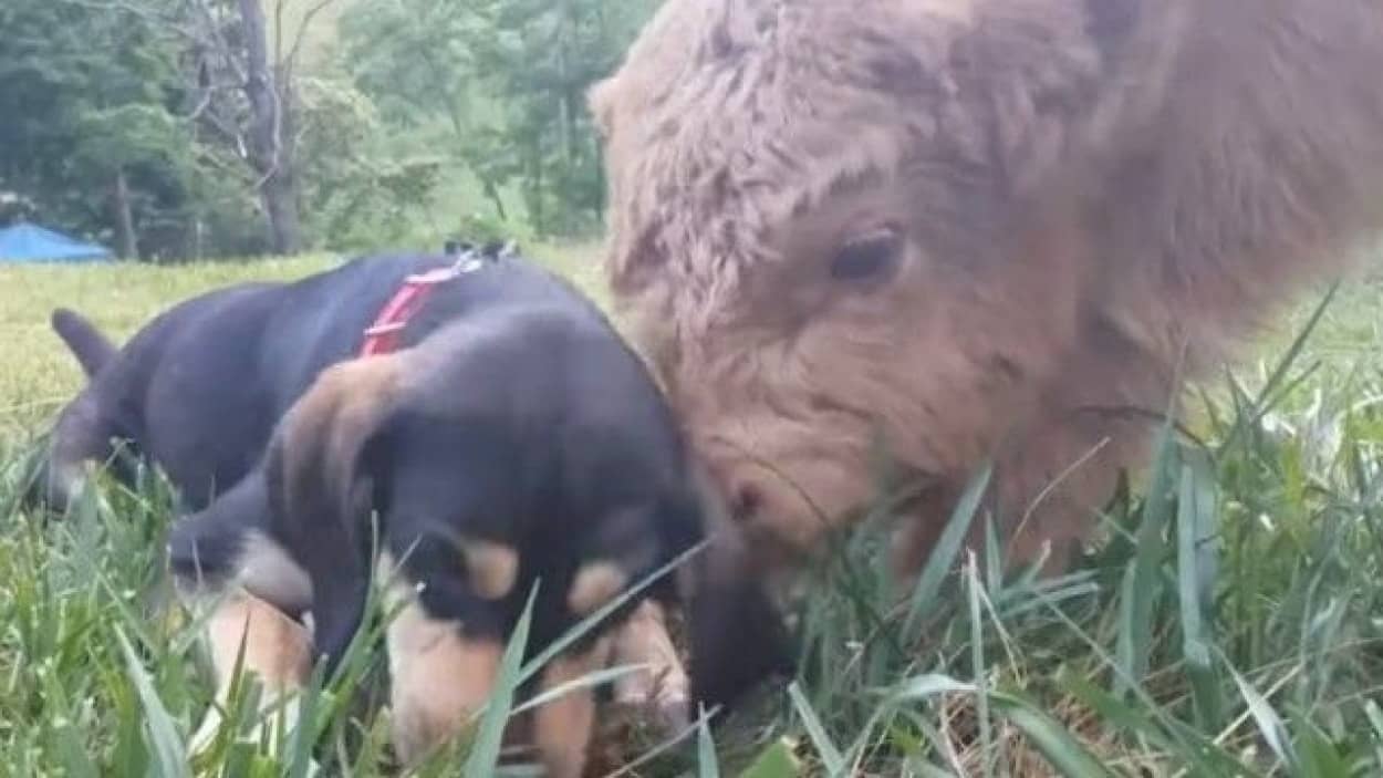 生まれてすぐ脳に障害を負い1匹ぽっちだった子ウシ 犬たちと暮らし兄弟のようになる カラパイア 生まれてすぐ脳に障害を負い1匹ぽっちだった子ウシ 犬たちと暮らし兄弟のようになる カラパイア