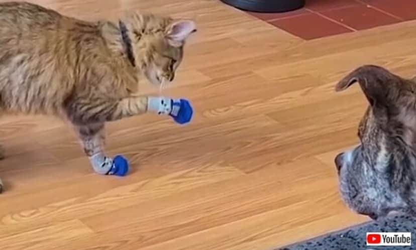 友猫の コレうっとうしいにゃん という訴えに 犬 任せて と靴下を脱がせてあげる カラパイア