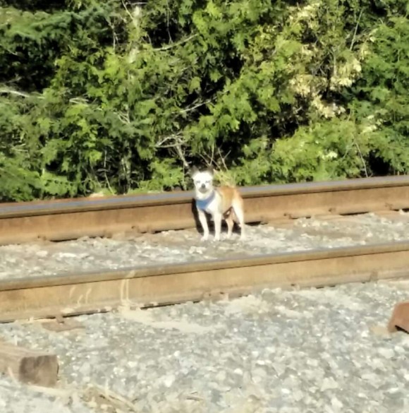 何かがおかしいと思ったら直感を信じて 迷子の犬の飼い主を見つけた女性のエピソード カラパイア 何かがおかしいと思ったら直感を信じて 迷子の犬の飼い主を見つけた女性のエピソード カラパイア