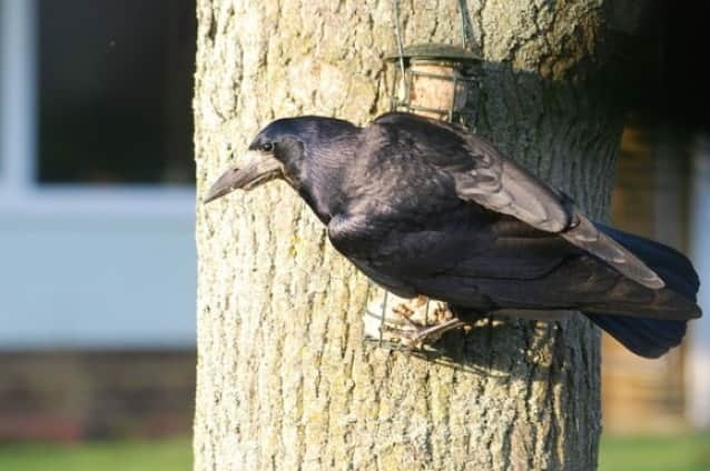 いつかアイツと分かり合いたい カラスと仲良くなるための5つのステップ カラパイア いつかアイツと分かり合いたい カラスと仲良くなるための5つのステップ カラパイア
